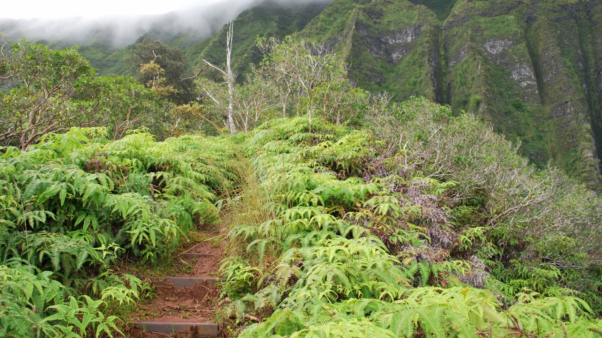 Conclusion-Oahu-Rainforest-Hiking