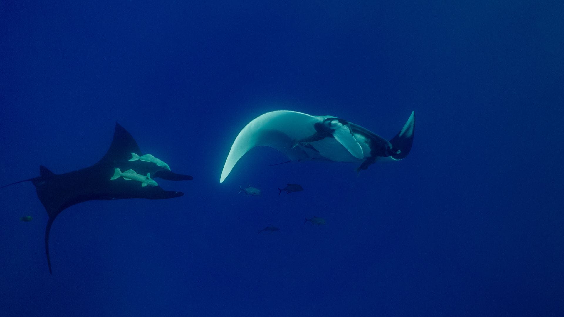 Is-It-Safe-to-Swim-With-Manta-Rays
