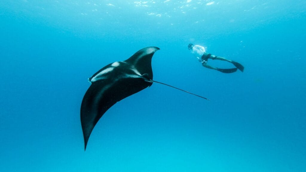 Experience the Thrill Swim with Manta Rays in Oahu, Hawaii Real