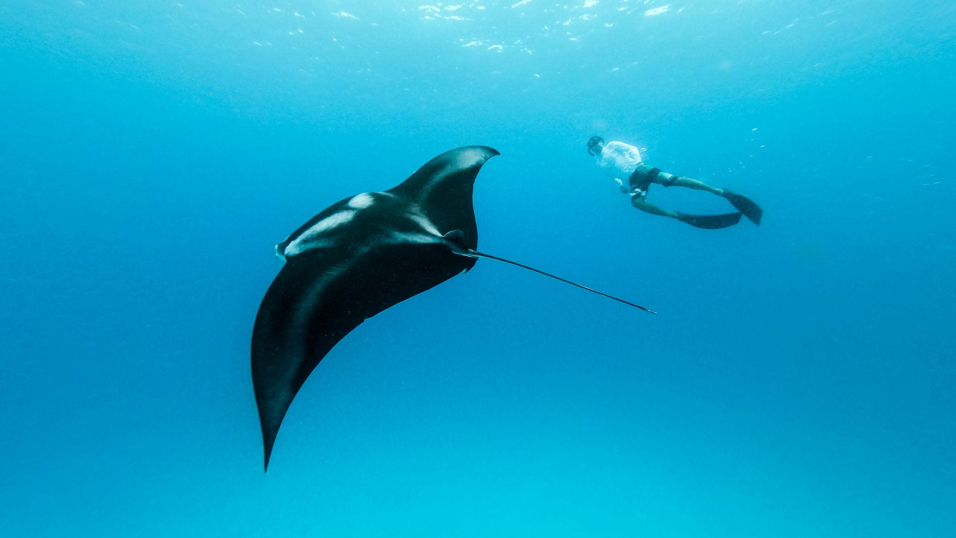 Maintaining-Respectful-Distance-from-Manta-Rays