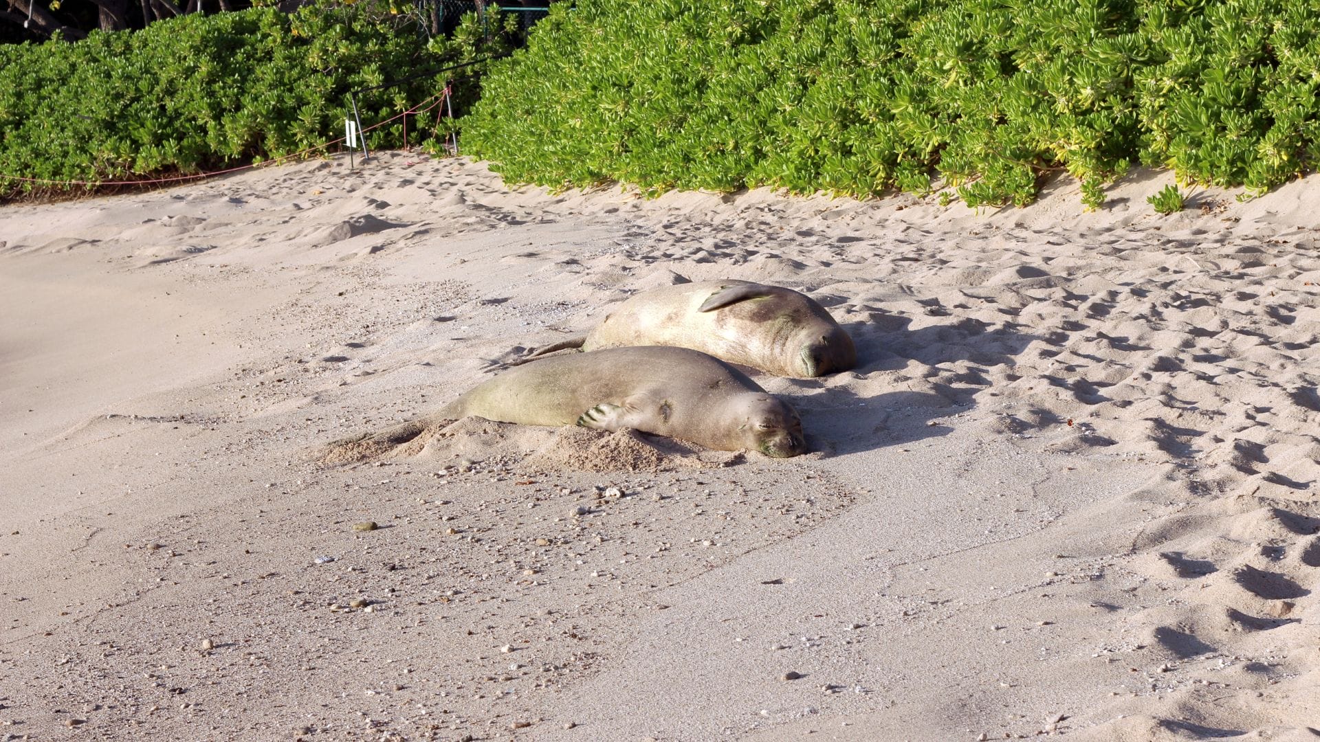 Monk-seals-in-Pokai-Bay-Beach-Park