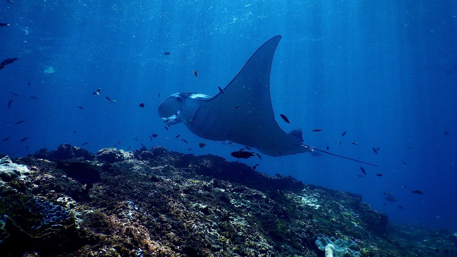 Swim-with-Manta-Rays-Oahu