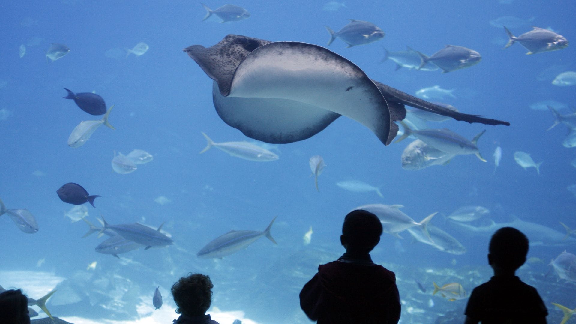 Waikiki-Aquarium