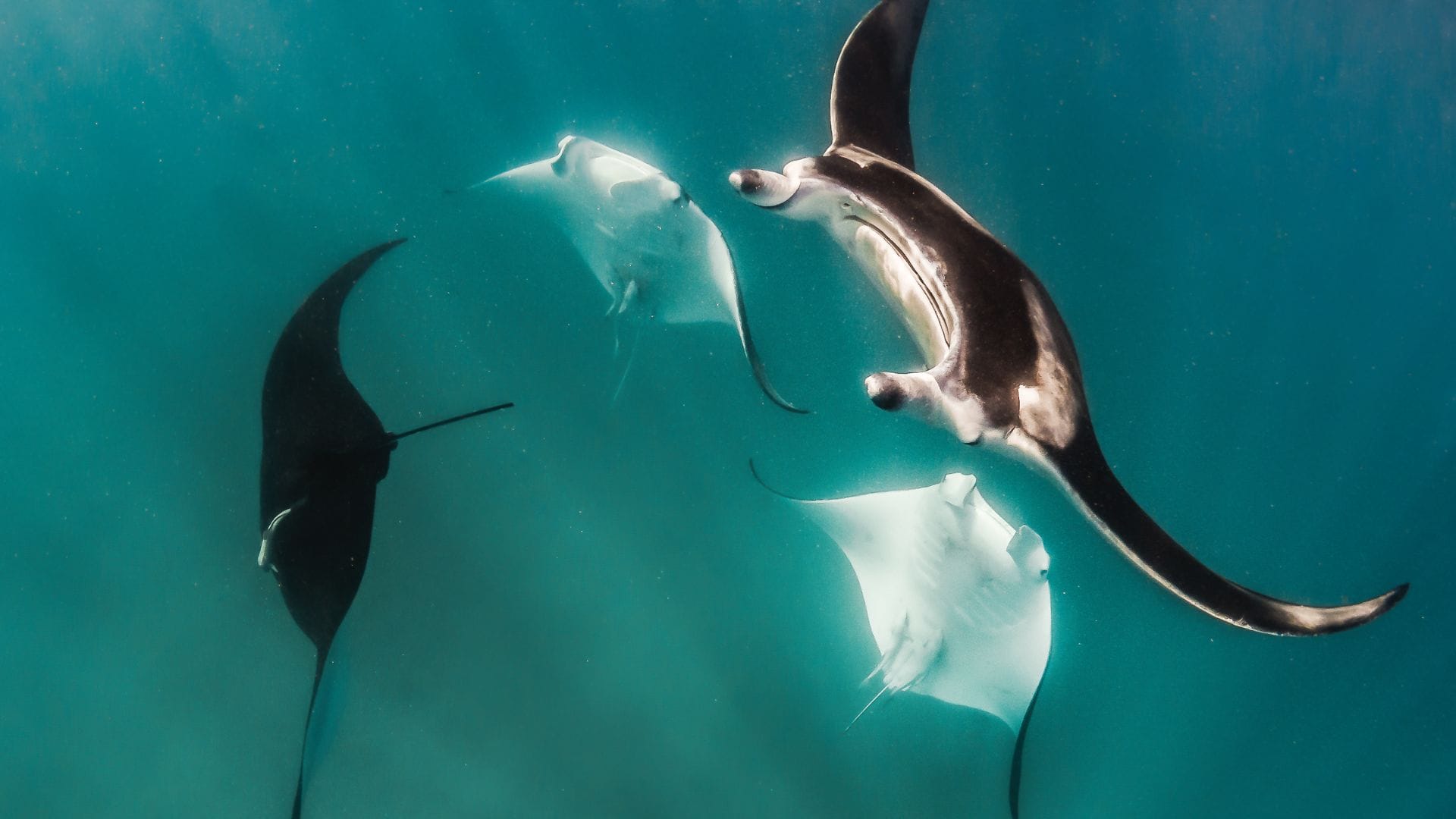 What-to-Pack-for-Your-Manta-Ray-Oahu-Tour