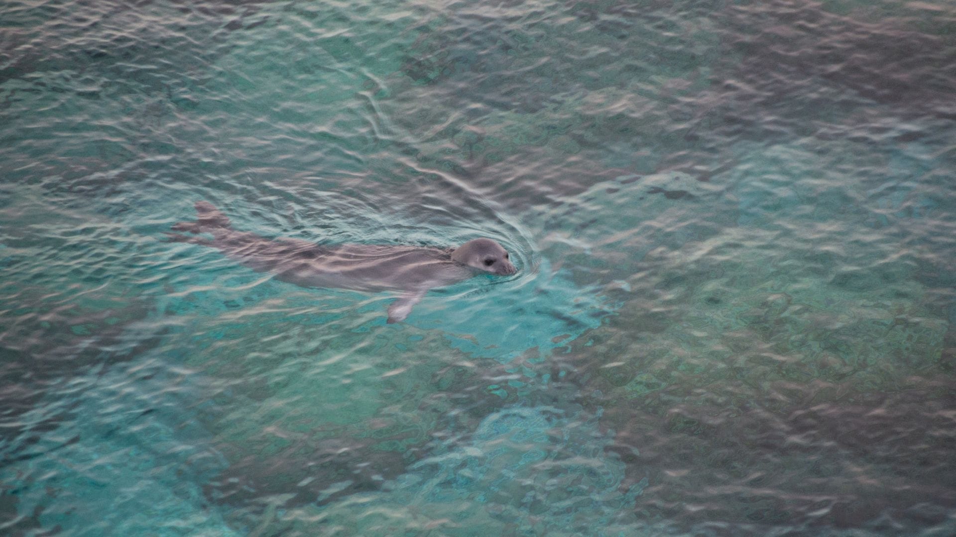 Where-to-See-Hawaiian-Monk-Seals-In-Oahu