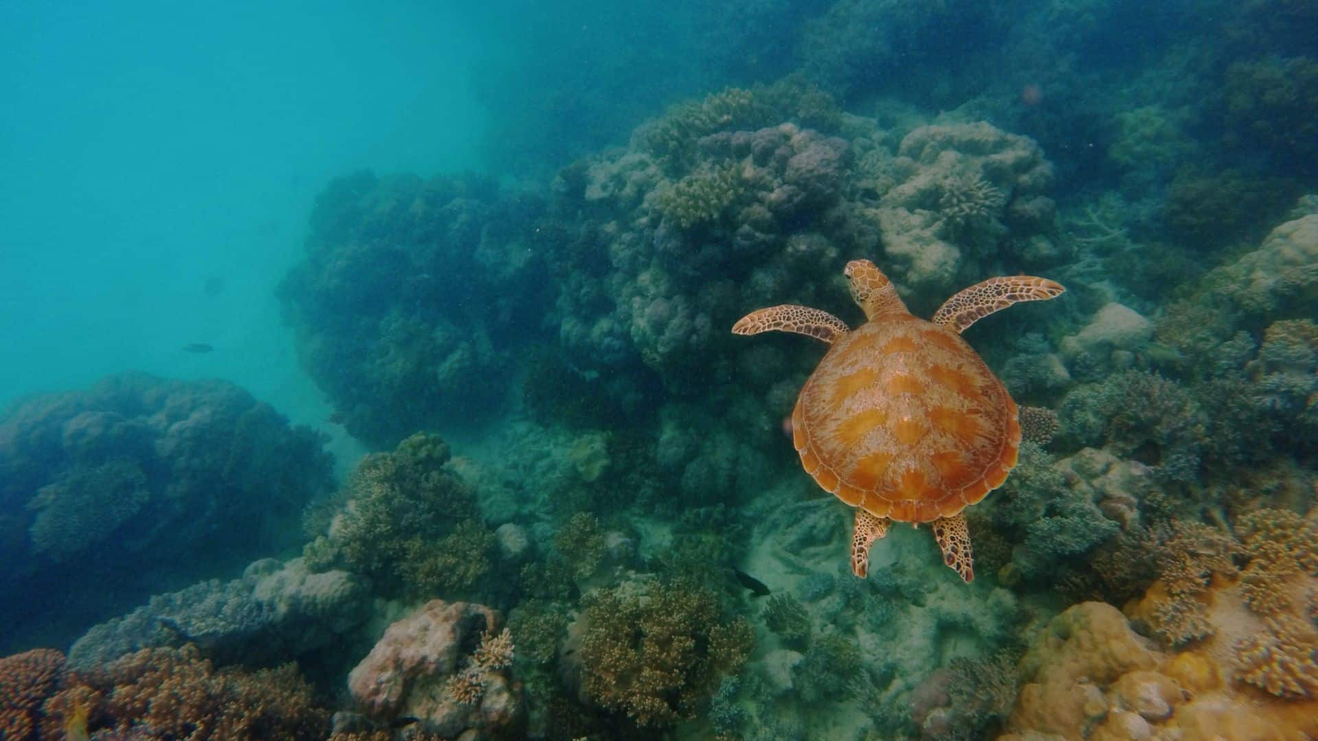 Best-Spot-For-Snorkeling-in-Waikiki