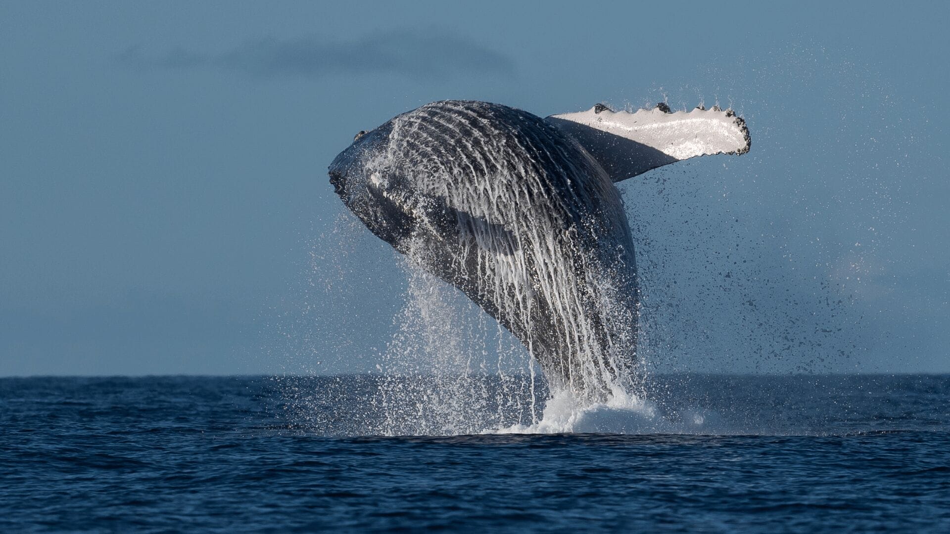 best-Oahu-whale-watching-tours