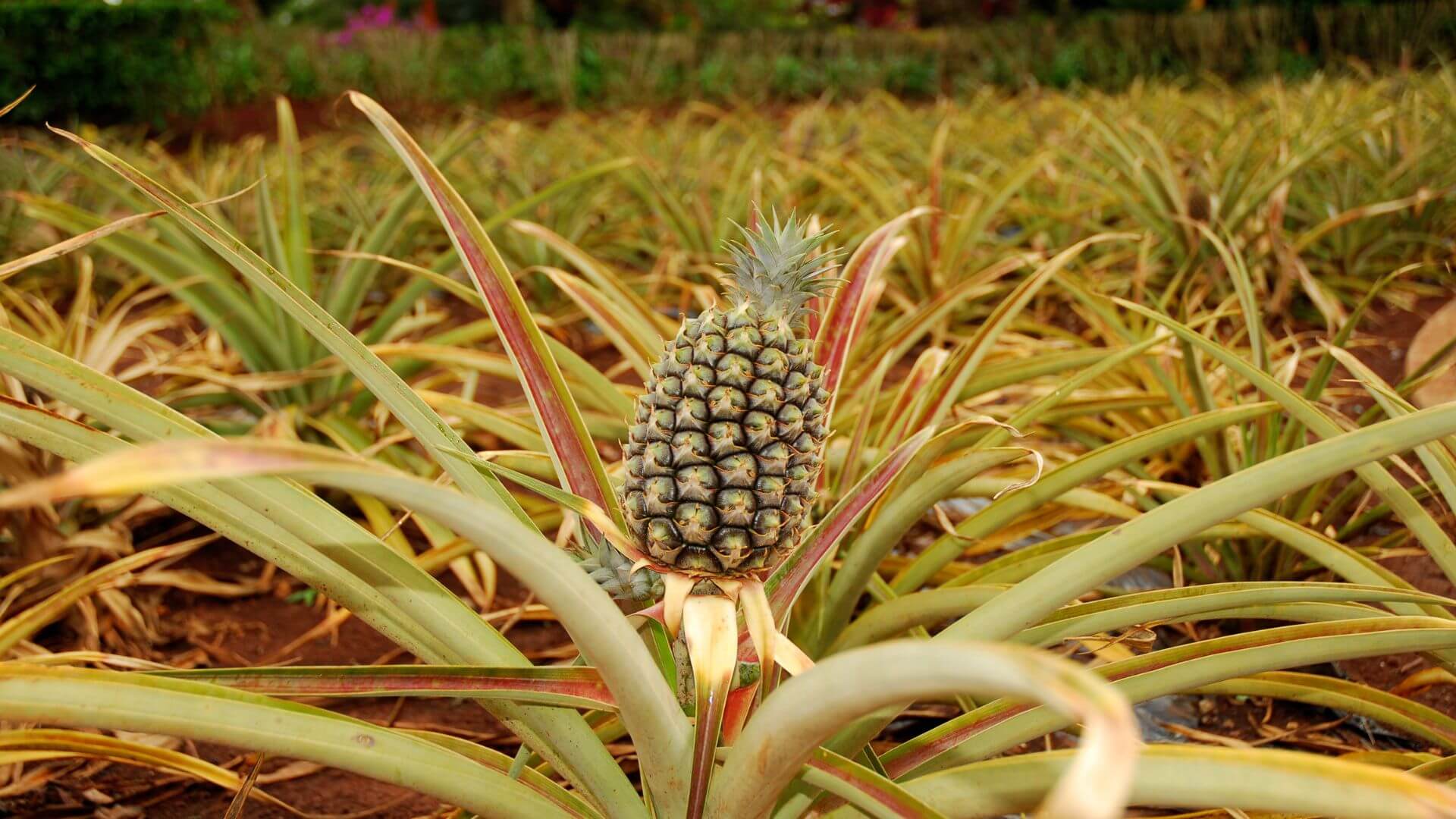 Oahu-Food-Tours-Hawaii