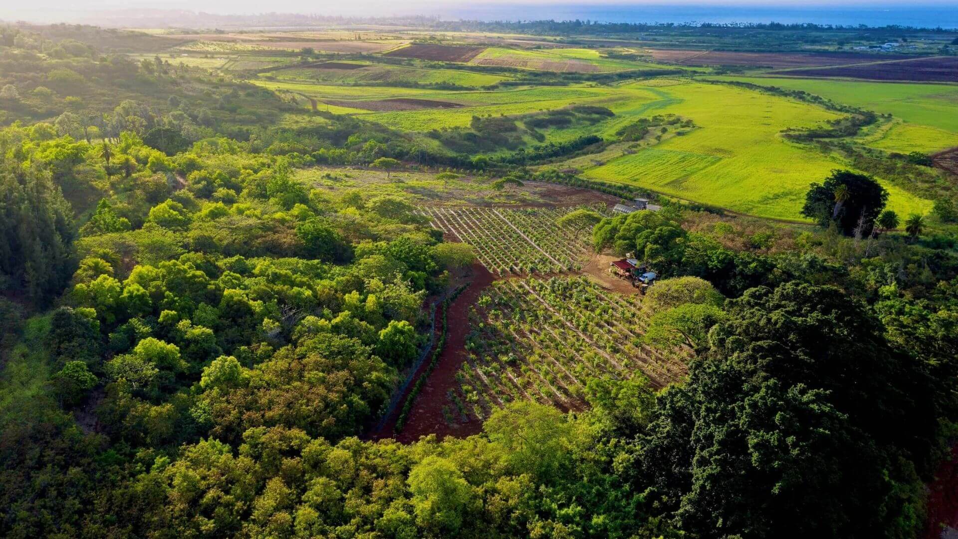 Oahu-food-tours
