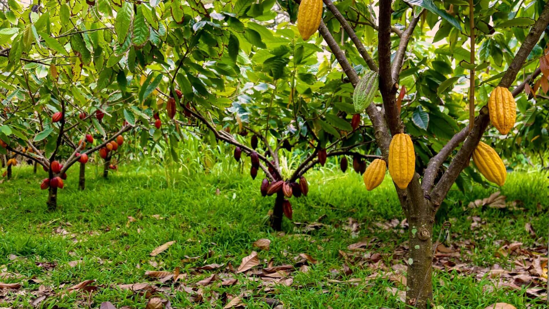 best-Oahu-food-tours